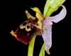 Ophrys dinarica - Dinarische Ragwurz (1)